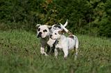 BOULEDOGUE AMERICAIN 378